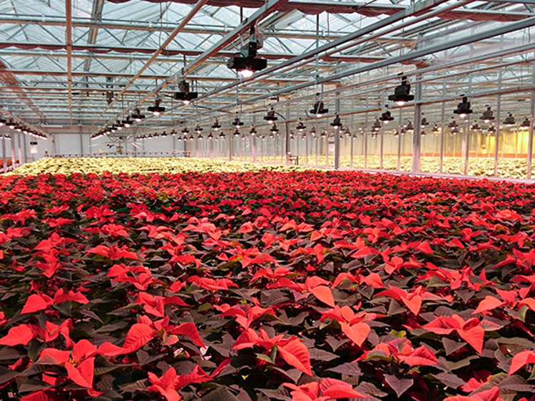 Example of use: poinsettias
